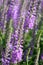 Veronica longifolia - garden speedwell - longleaf speedwell