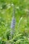 Veronica longifolia or purpletop vervain