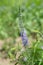 Veronica longifolia or purpletop vervain