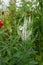 Veronica longifolia - speedwell - flower spike with white flowers