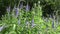 Veronica longifolia. Wild flower in the field. Video footage HD motion camera. Panorama of the blooming field.