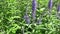 Veronica longifolia. Wild flower in the field. Video footage motion camera.