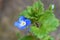 Veronica persica or  Persian speedwell flower