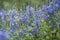 Veronica prostrata - speedwell