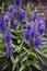 Veronica Speedwell Flowers Blooming in Garden