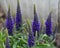 Veronica Speedwell Perennial Purple Illusion