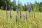 Veronica spicata