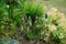 Veronica spicata blooms with light pink flowers in June. Berlin, Germany