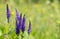 Veronica spicata flowers on the meadow