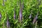 Veronica spicata, spiked speedwell plant with blue flowers.