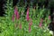 Veronica spicata, spiked speedwell plant with pink flowers.