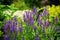 Veronica spikelet planted in mixed border with alchemilla mollis