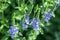 Veronica spikelet planted in mixed border with alchemilla mollis in summer garden