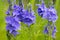 Veronica teucrium flowers on the field in summertime. Many