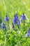 Veronica teucrium Plantaginaceae wild blue flower. Flowering meadow, tall blue flowers of wild Veronica