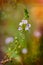 Veronica, Water Speedwell Flower