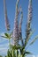 Veronicastrum virgin color in the field