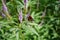 Veronicastrum virginicum, butterfly sitting on purple flower in the garden