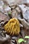 Verpa bohemica, commonly known as the early morel