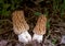 Verpa bohemica Morchella sp. - two young edible mushrooms in the steppe