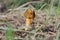 Verpa bohemica. Morchellaceae. Spring mushroom.