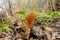Verpa bohemical - the first spring mushrooms