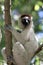 Verraux Sifika Lemurs