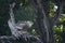 Verreaux Eagle-Owl in Kruger National park, South Africa