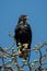 Verreaux eagle in tree against blue sky