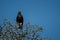 Verreaux eagle in tree under blue sky