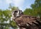 Verreaux Milky Eagle Owl