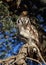 Verreaux\'s Eagle-owl