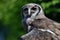 Verreaux`s eagle owl Bubo lacteus