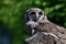 Verreaux`s eagle owl Bubo lacteus