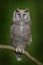 Verreaux\'s Eagle Owl. Rare African owl in the nature habitat. Owl from Africa sitting on the branch.