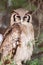 Verreaux\\\'s Eagle Owl sleeping in a thorn tree in the Kgalagadi