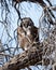 Verreaux`s Giant Eagle-Owl