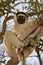 Verreaux\'s Sifaka