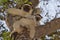 Verreaux\'s Sifaka