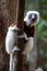 Verreaux`s sifaka close up Propithecus verreauxi, Andasibe National Park, Madagascar