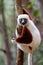 Verreaux`s sifaka close up Propithecus verreauxi, Andasibe National Park, Madagascar