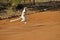 Verreaux`s sifaka hopping down a dirt road, Madagascar