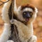 Verreaux`s Sifaka Lemur