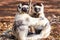 Verreaux`s Sifaka Lemurs