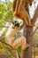 Verreaux\\\'s sifaka Madagascar. White sifaka with dark head