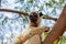 Verreaux\\\'s sifaka Madagascar. White sifaka with dark head