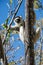 Verreaux\\\'s sifaka (Propithecus verreauxi) climbing on a tree in Isalo National Park.