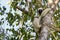 Verreaux\'s Sifaka (propithecus verreauxi) lemur, Madagascar