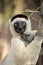 Verreaux`s sifaka, propithecus verreauxi, white sifaka