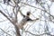 Verreaux`s sifaka, propithecus verreauxi, white sifaka